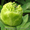 Древовидные пионы, травянистые пионы – более 70 сортов  - <ro>Изображение</ro><ru>Изображение</ru> #8, <ru>Объявление</ru> #816431