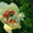 Древовидные пионы, травянистые пионы – более 70 сортов  - <ro>Изображение</ro><ru>Изображение</ru> #1, <ru>Объявление</ru> #816431