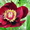 Древовидные пионы, пионы ИТО гибриды, травянистые пионы – более 70 сортов - <ro>Изображение</ro><ru>Изображение</ru> #8, <ru>Объявление</ru> #821613