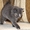 Шотландские котята (фолд и страйт) - <ro>Изображение</ro><ru>Изображение</ru> #2, <ru>Объявление</ru> #820025