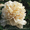 Древовидные пионы, пионы ИТО гибриды, травянистые пионы – более 70 сортов - <ro>Изображение</ro><ru>Изображение</ru> #9, <ru>Объявление</ru> #821613