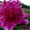 Продадим пионы Травянистые, Древовидные и ИТО гибриды - <ro>Изображение</ro><ru>Изображение</ru> #10, <ru>Объявление</ru> #841574