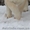 Продам очаровательных щенков кавказкой овчарки - <ro>Изображение</ro><ru>Изображение</ru> #2, <ru>Объявление</ru> #838269