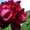 Продадим пионы Травянистые, Древовидные и ИТО гибриды - <ro>Изображение</ro><ru>Изображение</ru> #1, <ru>Объявление</ru> #841574
