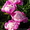 Продадим пионы Травянистые, Древовидные и ИТО гибриды - <ro>Изображение</ro><ru>Изображение</ru> #4, <ru>Объявление</ru> #841574