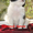 щенки японского хина - <ro>Изображение</ro><ru>Изображение</ru> #5, <ru>Объявление</ru> #322949