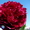 Продадим пионы Травянистые, Древовидные и ИТО гибриды - <ro>Изображение</ro><ru>Изображение</ru> #6, <ru>Объявление</ru> #841574