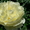Продадим пионы Травянистые, Древовидные и ИТО гибриды - <ro>Изображение</ro><ru>Изображение</ru> #7, <ru>Объявление</ru> #841574