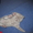 шотландские,лиловые котята с плюшевой шубкой - <ro>Изображение</ro><ru>Изображение</ru> #3, <ru>Объявление</ru> #834807