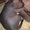 щенки Ксолоитцкуинтли Мексиканская голая - <ro>Изображение</ro><ru>Изображение</ru> #2, <ru>Объявление</ru> #841908