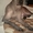 щенки Ксолоитцкуинтли Мексиканская голая - <ro>Изображение</ro><ru>Изображение</ru> #1, <ru>Объявление</ru> #841908