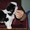 подрощенные  щенки японского хина, с документами КСУ - <ro>Изображение</ro><ru>Изображение</ru> #1, <ru>Объявление</ru> #437032