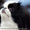 подрощенные  щенки японского хина, с документами КСУ - <ro>Изображение</ro><ru>Изображение</ru> #4, <ru>Объявление</ru> #437032
