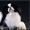 подрощенные  щенки японского хина, с документами КСУ - <ro>Изображение</ro><ru>Изображение</ru> #5, <ru>Объявление</ru> #437032
