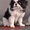 подрощенные  щенки японского хина, с документами КСУ - <ro>Изображение</ro><ru>Изображение</ru> #3, <ru>Объявление</ru> #437032