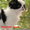 подрощенные  щенки японского хина, с документами КСУ - <ro>Изображение</ro><ru>Изображение</ru> #2, <ru>Объявление</ru> #437032