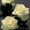 саженцы роз, кусты роз, посадочный материал для теплиц. - <ro>Изображение</ro><ru>Изображение</ru> #3, <ru>Объявление</ru> #871231