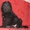 Немецкая овчарка черного окраса - <ro>Изображение</ro><ru>Изображение</ru> #2, <ru>Объявление</ru> #858172