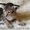 Стильные ориентальные котята - <ro>Изображение</ro><ru>Изображение</ru> #3, <ru>Объявление</ru> #814554