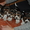 Продам замчательных щеночков бигль - <ro>Изображение</ro><ru>Изображение</ru> #2, <ru>Объявление</ru> #858819