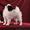 щенок японского хина, кобель - <ro>Изображение</ro><ru>Изображение</ru> #6, <ru>Объявление</ru> #338920