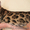 Бенгальские котята ищут хозяев - <ro>Изображение</ro><ru>Изображение</ru> #6, <ru>Объявление</ru> #871933