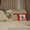 Вязка Вест Хайленд Уайт Терьер West Highland White Terrier - <ro>Изображение</ro><ru>Изображение</ru> #2, <ru>Объявление</ru> #253115