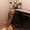 Бенгальские котята ищут хозяев - <ro>Изображение</ro><ru>Изображение</ru> #7, <ru>Объявление</ru> #871933