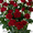 саженцы роз, кусты роз, посадочный материал для теплиц. - <ro>Изображение</ro><ru>Изображение</ru> #4, <ru>Объявление</ru> #871231