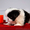 щенок японского хина, кобель - <ro>Изображение</ro><ru>Изображение</ru> #7, <ru>Объявление</ru> #338920