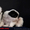 щенок японского хина, кобель - <ro>Изображение</ro><ru>Изображение</ru> #9, <ru>Объявление</ru> #338920