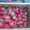 Продам киев ягоду клубники оптом и врозницу 2013 #874420