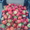 Продам киев ягоду клубники оптом и врозницу 2013 - <ro>Изображение</ro><ru>Изображение</ru> #3, <ru>Объявление</ru> #874420
