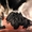 Крупные щенки немецкой овчарки!!!!!! - <ro>Изображение</ro><ru>Изображение</ru> #1, <ru>Объявление</ru> #877085