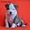 Высокопородный щенок американского стаффордширского терьера  - <ro>Изображение</ro><ru>Изображение</ru> #1, <ru>Объявление</ru> #889179