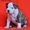 Высокопородный щенок американского стаффордширского терьера  - <ro>Изображение</ro><ru>Изображение</ru> #2, <ru>Объявление</ru> #889179