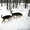 Крупные щенки немецкой овчарки!!!!!! - <ro>Изображение</ro><ru>Изображение</ru> #2, <ru>Объявление</ru> #877085