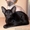 Магические черные ориентальные котята - <ro>Изображение</ro><ru>Изображение</ru> #4, <ru>Объявление</ru> #882545