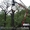 Обрезка деревьев киев. вывоз мусора, Киев - <ro>Изображение</ro><ru>Изображение</ru> #3, <ru>Объявление</ru> #877464