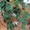 Бегония тигровая (Begonia tiger) - <ro>Изображение</ro><ru>Изображение</ru> #5, <ru>Объявление</ru> #889977