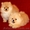Померанский шпиц - золотой щенок для вас - <ro>Изображение</ro><ru>Изображение</ru> #1, <ru>Объявление</ru> #889679