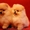 Померанский шпиц - золотой щенок для вас - <ro>Изображение</ro><ru>Изображение</ru> #2, <ru>Объявление</ru> #889679