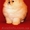 Померанский шпиц - золотой щенок для вас - <ro>Изображение</ro><ru>Изображение</ru> #3, <ru>Объявление</ru> #889679