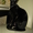 Магические черные ориентальные котята - <ro>Изображение</ro><ru>Изображение</ru> #6, <ru>Объявление</ru> #882545