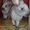 Продаю кроликов породы серебристый - <ro>Изображение</ro><ru>Изображение</ru> #2, <ru>Объявление</ru> #886330