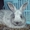 Продаю кроликов породы серебристый - <ro>Изображение</ro><ru>Изображение</ru> #3, <ru>Объявление</ru> #886330
