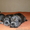 Яркие щенки миттельшнауцера - <ro>Изображение</ro><ru>Изображение</ru> #3, <ru>Объявление</ru> #874359