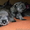 Яркие щенки миттельшнауцера - <ro>Изображение</ro><ru>Изображение</ru> #1, <ru>Объявление</ru> #874359