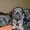 Яркие щенки миттельшнауцера - <ro>Изображение</ro><ru>Изображение</ru> #2, <ru>Объявление</ru> #874359