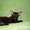 Ориентальные и сиамские кошки за условную цену - <ro>Изображение</ro><ru>Изображение</ru> #2, <ru>Объявление</ru> #308302
